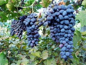 摩尔多瓦葡萄怎么种植,葡萄秋季如何进行移植、扦插