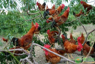 冬季散养鸡养殖管理重点,教您如何让散养鸡安全过冬