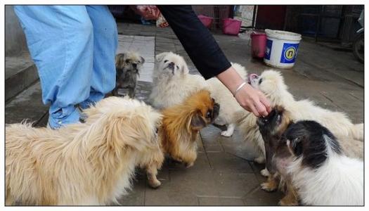 请问深圳有没有流浪猫狗的救助站 如何联系 