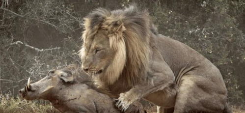 猪强大起来可以撞死一头非洲狮子, 动物界也有跨越界线的时刻