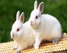 小白兔喜欢吃什么 