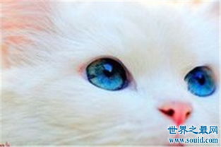 蓝眼白猫长相可爱却听不见声音,好看的外表要靠耳聋换取 