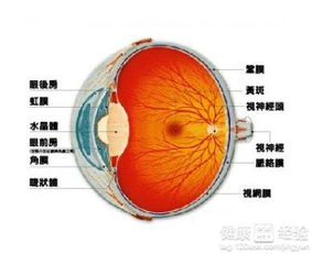 视网膜脱落了怎么办(视网膜脱落了怎么办恢复快)