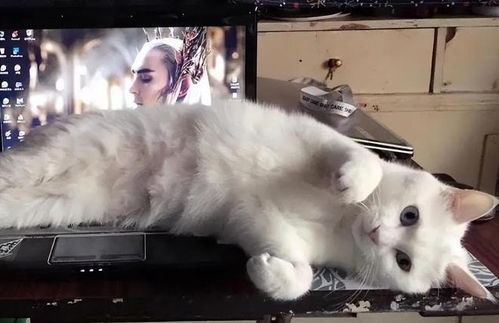 号称 气死猫 的中华大白猫了解一下 养一只少活十年
