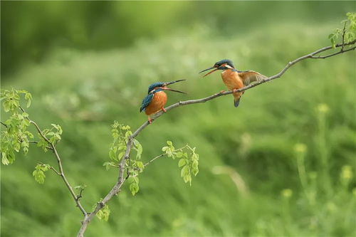 动物与鸟类生态摄影作品展 精品荟萃篇