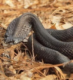 猪鼻蛇是常见的宠物蛇种,西部猪鼻蛇更是相当容易饲养的品种 