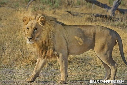 最容易混淆的猫科动物分类 狮子属于猫科,猎豹和云豹不属于豹属