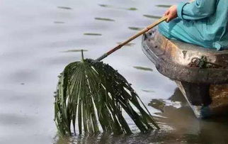 杭州西湖 螺蛳 大量繁殖, 5天捞起200斤, 网友 不要怕交给我 