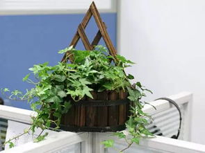 办公室最旺风水植物,职场风水：办公室摆这些植物准没错！