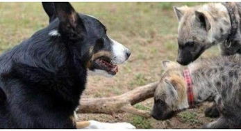 老虎欺负牧羊犬,这时来了两只鬣狗,结果让人笑喷 