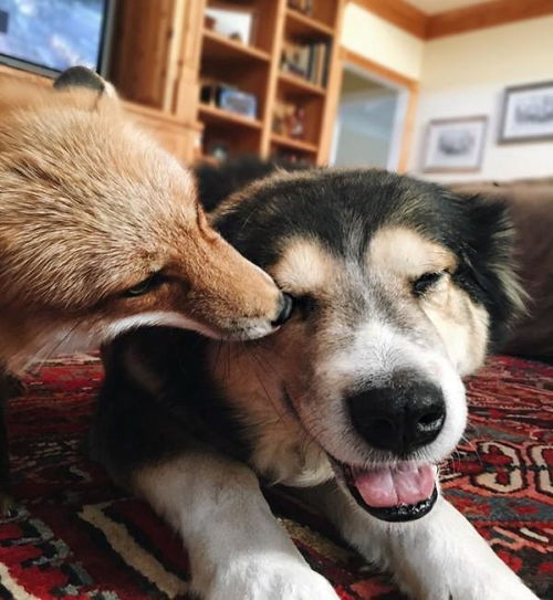 爱笑狐狸与狗狗成为朋友,一起住一起睡觉,甚至觉得自己是只狗