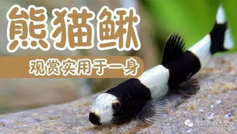 国产熊猫鳅,萌萌哒可爱 