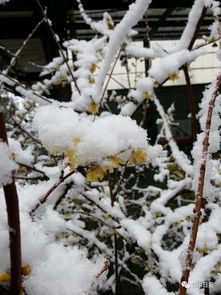 巴中下雪了,标题就开始不正经了......