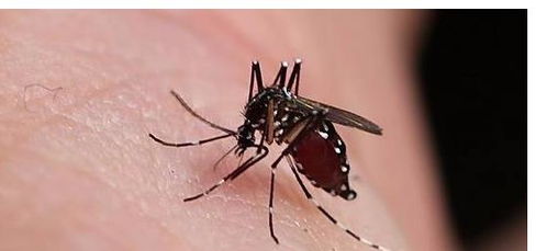 动保人士提议不能杀死蚊子,让蚊子叮咬自己,难道以后给蚊子献血