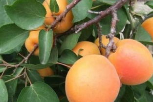 杏树“谎花”的现象、原因及预防措施,杏子树上的蜜虫怎样防治
