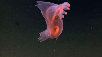 神奇的海洋生物 日本巨蟹 最凶捕食性鲨鱼与鲸都难逃被吃的命运