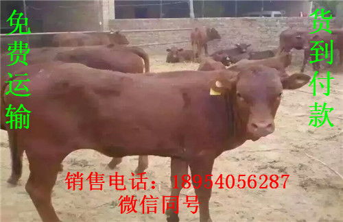 2022吉林省养肉牛利润？一头能挣多少？现在吉林肉牛出栏价多少？