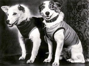 1960年前苏联太空狗宇航服拍卖 以11万元成交 图