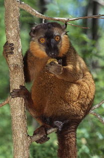 马达加斯加狐猴之美狐猴
