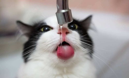 主子不喝水后果很严重,简单3招让猫咪爱上喝水