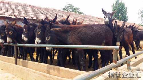 东莞肉驴德州驴养殖场