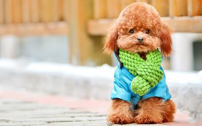 家养了一条泰迪犬，冬天狗狗怕冷吗需要穿衣服吗(泰迪狗子冬天怕冷吗)