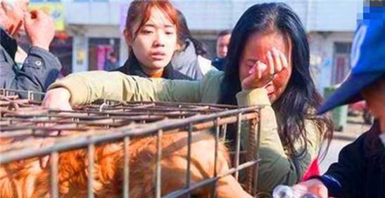 金毛被卖在屠宰场被发现,女主人找到狗狗那一刻当场痛声大哭
