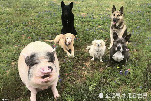 是猪是狗,傻傻分不清楚 国外的宠物猪与5只狗一起长大的日子