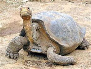加拉帕戈斯象龟可以买吗？