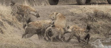 6条狮子被一群鬣狗包围,上演种族大战,结局却是两败俱伤