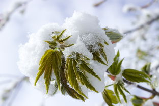 寒梅傲雪，独自绽放的温柔之美——寒梅傲雪，诗意画面中的生命力量，寒梅什么词语好听