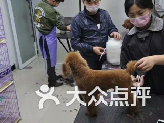 尚宠宠物美容培训学校课程 价格 简介 怎么样 徐州学习培训 