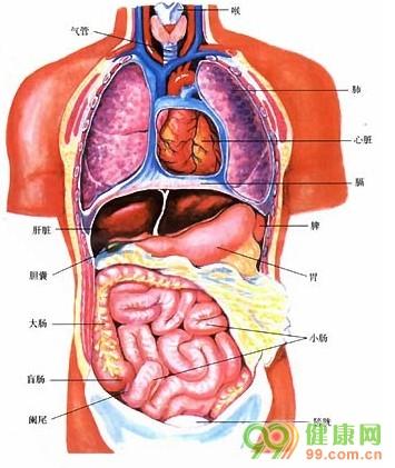人的内脏器官结构图 