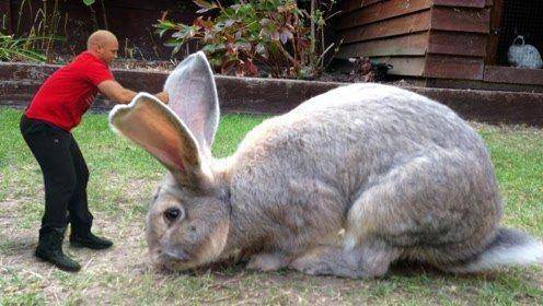 全球最大兔子,头似公羊重45斤,养了11年被偷了,主人悬赏寻找
