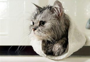给猫洗澡需要注意什么,怎么样洗