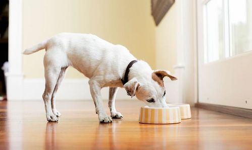 狗狗能吃姜吗 生姜可以降低狗狗患癌风险,适量喂食对狗狗好处多