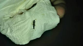家里突然出现了这种虫子,打死以后有臭味,求助这是什么虫子 只有打 
