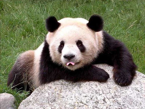 第一只走出国门的大熊猫,是如何被一个美国女人猎捕到的