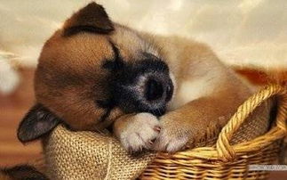 狗狗睡觉时抽搐怎么回事 狗狗睡觉抽搐是生病了吗 