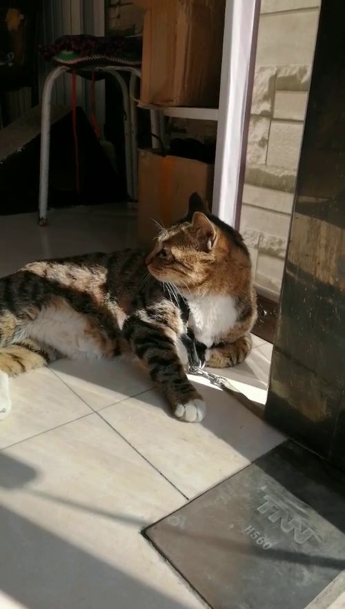 懒猫躲在家里晒太阳 