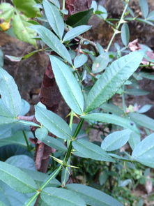 木本带刺植物,杆上有刺叶子中间脉径上两面也有刺,貌似两面针,有谁知道是什么植物吗 