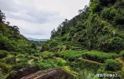 从 燕子窠 来聊一聊武夷山的 坑涧窠岩峰 茶园山场文化