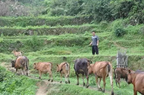 高山青草好养牛