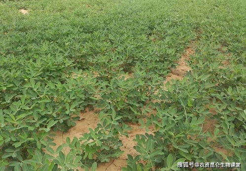 花生用什么叶面肥好 花生叶面喷哪个肥好 花生怎样进行田间管理