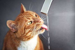猫拉稀很水,猫拉水都是水