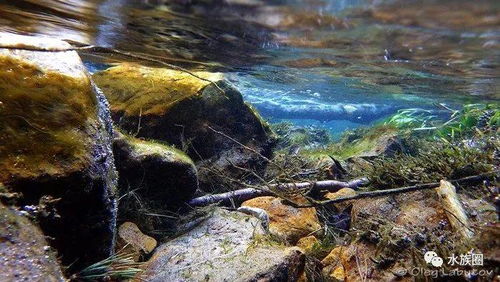 水族行业常见数十种景观风格近些年发展变化 至今最全没有之一 水草 