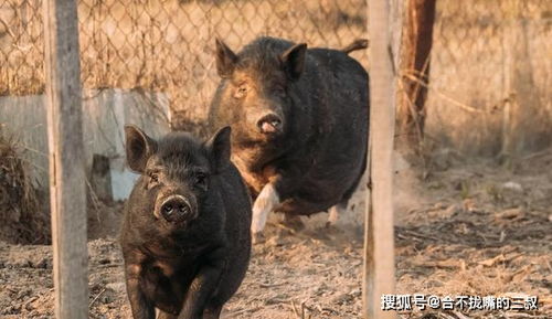 魔幻诙谐的影片 野猪 ,野猪袭人怎么办