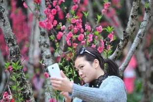 2018年十二生肖桃花运,谁的桃花运最旺