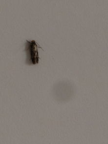 家里墙上出现了很多小虫子,谁知道这是什么,怎么消灭 
