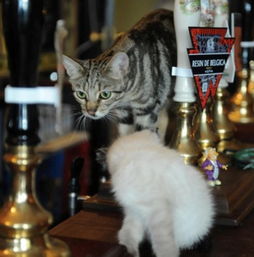 原标题 英国猫咪酒吧受追捧 15只猫咪陪伴顾客喝酒听音乐 